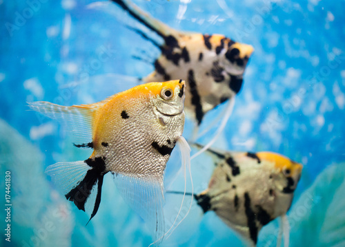 Plakat ryba pływa w akwarium w domu