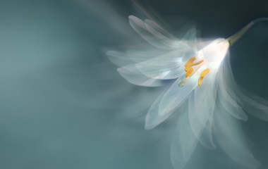single dreamy surreal white flower 