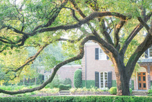 Colonial Brick House With Huge Live Oak Tree And Beautifully Landscaped Front Yard Driveway. Shady Tree Branches With Leaves Backlit Warm Morning Light.