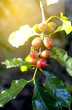 coffee beans on tree,