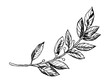 Laurel branch engraving vector illustration
