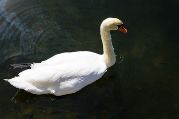 Poster - White swan floating on the lake