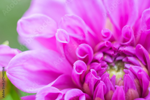 Plakat Piękny fiołek purpurowa dalia w ogródzie, zakończenie up i miękka ostrość