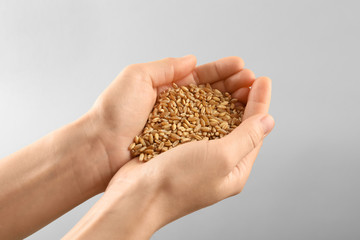 Poster - Woman's hands holding wheat grains on grey background