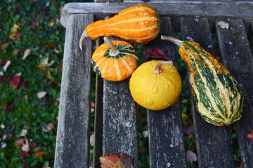 Assorted orange, green and yellow ornamental gourds on rustic bench