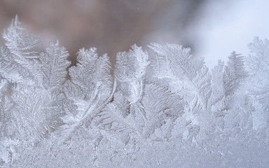 Wall Mural - Frosty pattern in form of leaves on winter window glass.