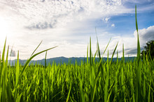 Beautiful Rice Fields Over The Mountain Range.Rice Field Green Grass Blue Sky Cloud Cloudy Landscape Background  At Sunset,Green Rice Field At Sunrise.
