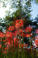 Wall Mural - 彼岸花、曼珠沙華、日本の秋の花
