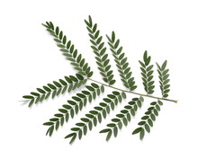 Acacia Leaves With Branch  Isolated On White Background, Top View