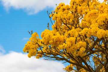 Yellow brazilian Ipe flowe