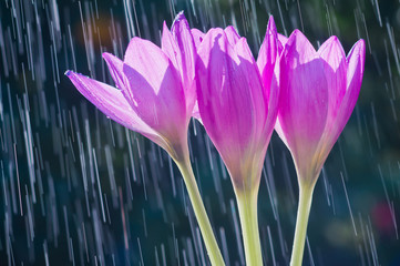 Wall Mural - Violet flowers of autumn crocuses (colchicum autumnal) on the background of tracks from rain drops