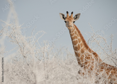 Zdjęcie XXL Młoda żyrafa na pustyni