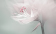 Leinwandbild Motiv single dreamy surreal white flower 