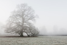 Tree In A Frost Covered Field On A Foggy Morning. Norfolk, UK.