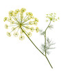 Branch of fresh green dill herb leaves isolated.  Flowering plant dill.