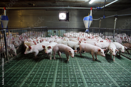 Fotografie, Obraz Industrial pig farm for breeding little hogs