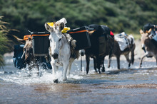 Pack Donkeys Crossing A River Carrying Camp Gear