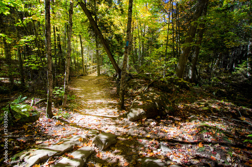 Autumn Forest Trail North Country Trail Through A Beautiful Fall Forest With Vibrant Autumn Foliage And A Leaf Strewn Path Buy This Stock Photo And Explore Similar Images At Adobe Stock
