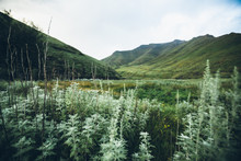 Lush Green Mountain Wilderness Landscape
