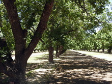 Orchard Trees