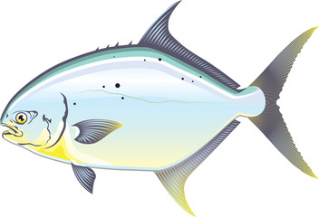 Wall Mural - Pompano Florida fish vector illustration