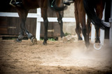 Fototapeta  - close up of horse hooves trotting