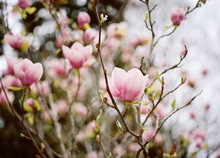 Magnolia Tree In Blossom