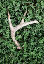 Deer Antler Shed On Ground In Clover Patch