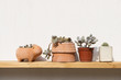 © Lawren Lu/Stocksy - Potted succulent on wooden shelf