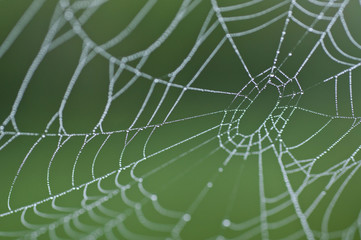 Spider web