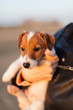 © Javier Pardina/Stocksy - puppy jack russell looking to the sunset