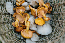Basket With Wild Chanterelle And Oyster Mushrooms
