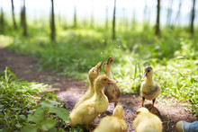 Lovely Yellow Ducklings Outdoor