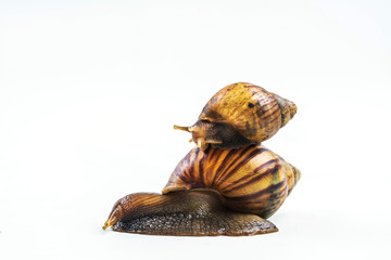 snails on white background  ,Can convey the love of family or Love between mother and child