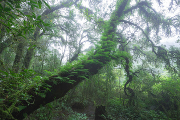 the natural beautiful scenery of tropical rain forest in northern thailand. mist covered forest make
