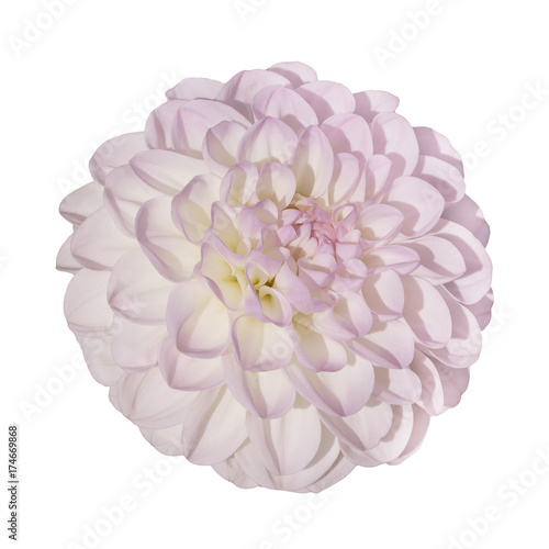 ombre pink yellow   head of a dahlia flower
