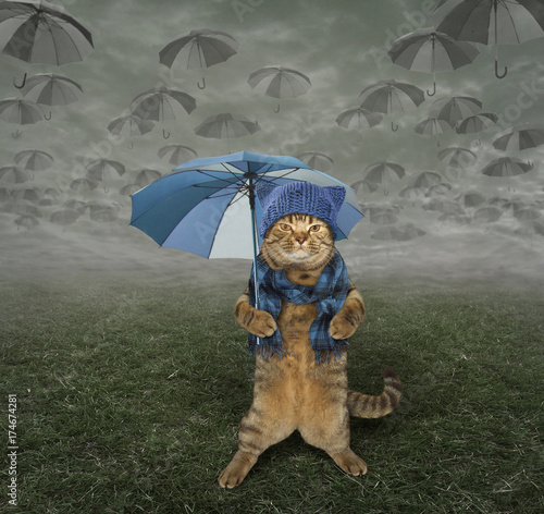 Plakat Kot w dzianie kapelusz pod parasolem. To jesień.
