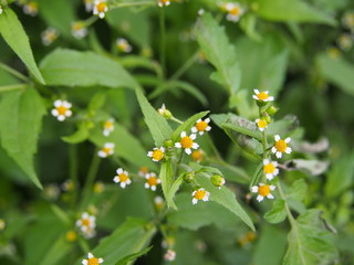 Wall Mural - Galinsoga quadriradiata, Galinsoga ciliata  (shaggy soldier, Peruvian daisy, hairy galinsoga, fringed quickweed)   