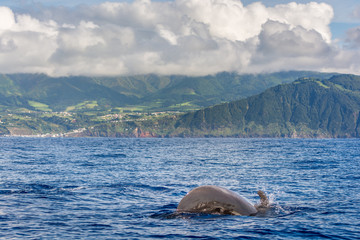 Wall Mural - Dolphins and whales watching in Sao Miguel Island, Azores, Portugal