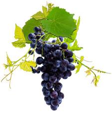 Canvas Print - grappe de raisin rouge et pousses de vigne, fond blanc 