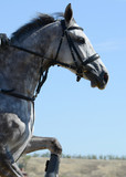 Fototapeta Konie - Portrait of a gray sport horse jumping through hurdle on blue sky background