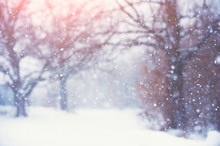 Blurred Christmas Background With Trees, Falling Snow