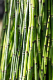 Fototapeta Sypialnia - green horsetails in closeup for sustainable nature and herbal environment