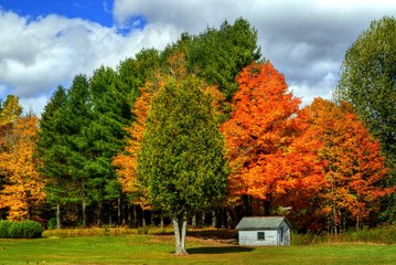 Poster - New England Foliage