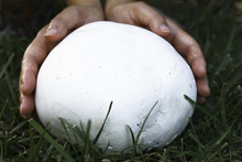 Big White Mushroom