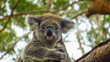 Koala hospital in Port Macquarie