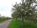 Fototapeta Tęcza - Apfelbäume