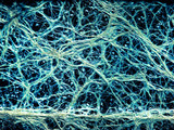 Fototapeta Tęcza - Incredible vascular plant fine roots looking like a neural network