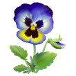 Pansy flower.
Hand drawn vector illustration of a garden variety of Viola tricolor on transparent background, realistic style.
