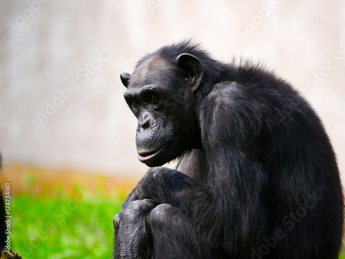 Zdjęcie XXL szympans